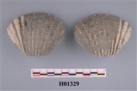 藏品(船蛤)的圖片